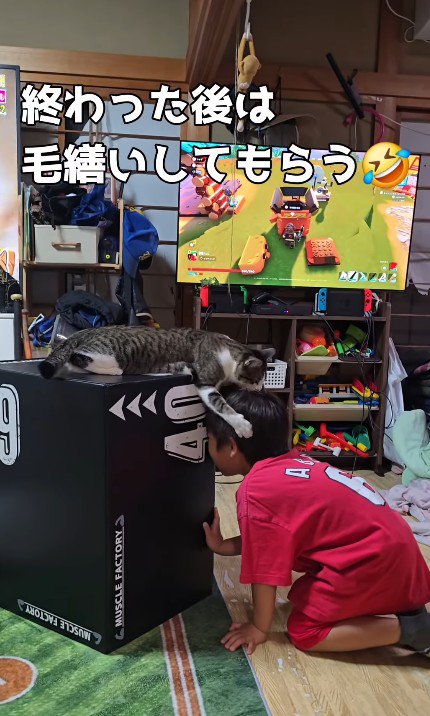 男の子を毛づくろいする猫