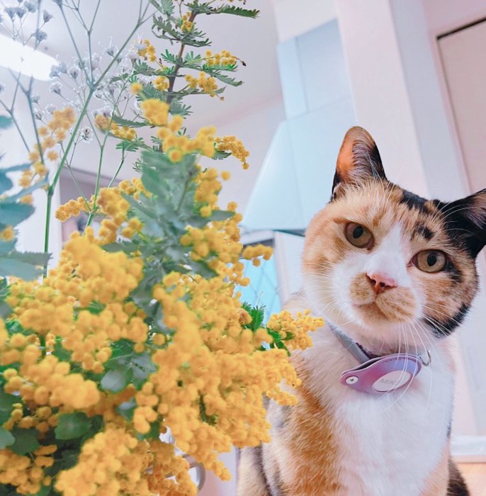 ミモザの隣にいる三毛猫