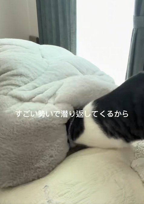布団にくるまる飼い主ともぐりこむ猫