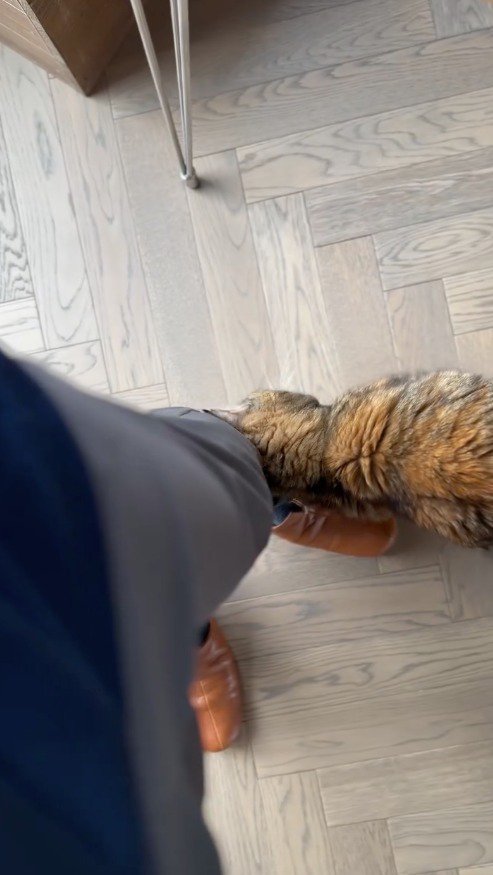 スタッフの足に頭を擦り付ける麦わら猫