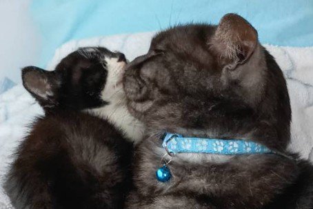 くっつきあう子猫と成猫（さらにアップ）