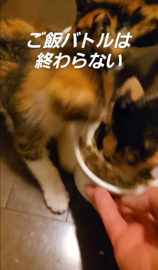 ご飯に集まる4匹の子猫