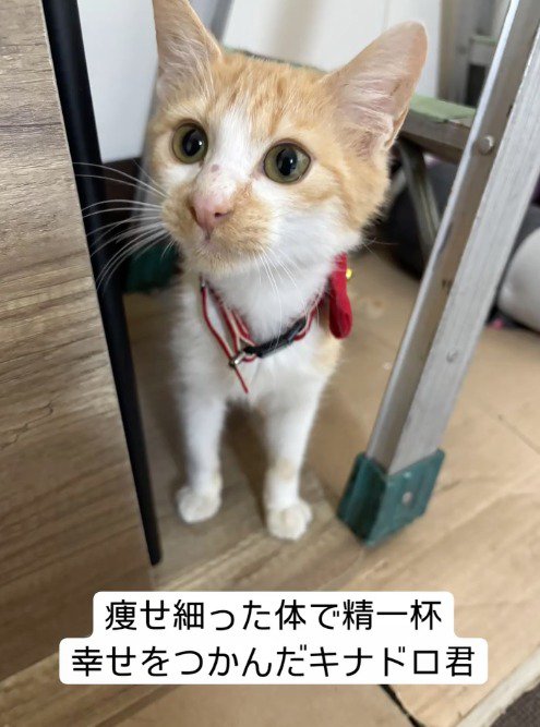 リボンをつけられてカメラを見上げる猫