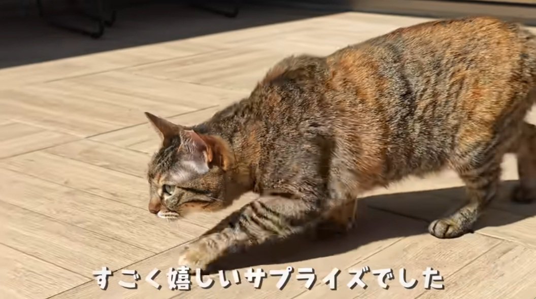 中庭を歩く麦わら猫