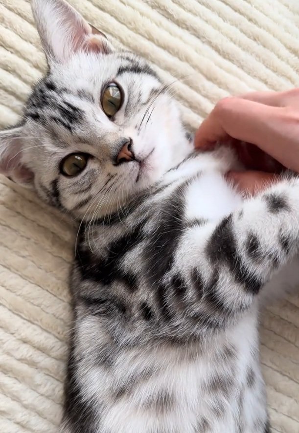 カメラ目線の猫