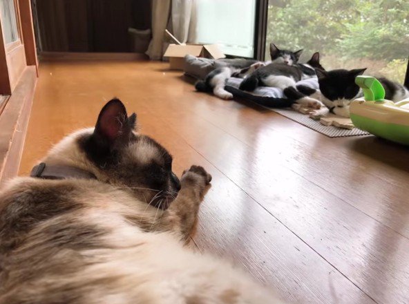 3匹の子猫と母猫