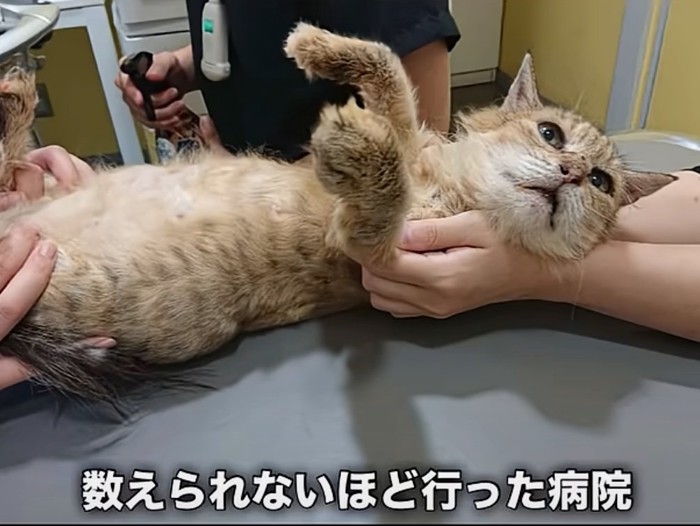 診察を受ける猫