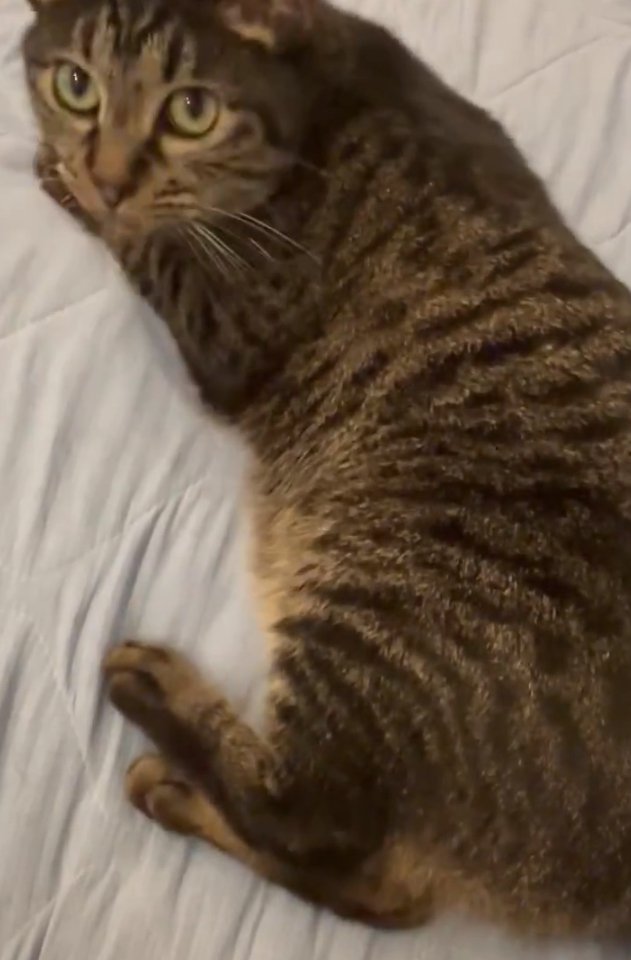 見つめるいろはちゃん