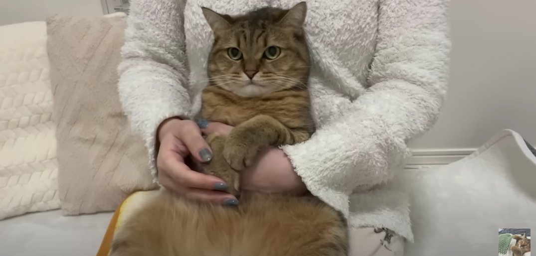 無表情で正面を見ている猫