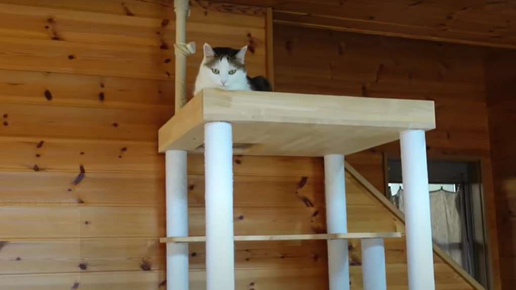 キャットタワーの上の猫