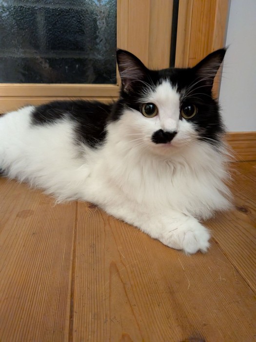 前を見ている長毛の猫
