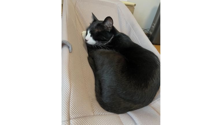 バウンサーに乗る猫