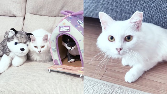 ぬいぐるみと猫