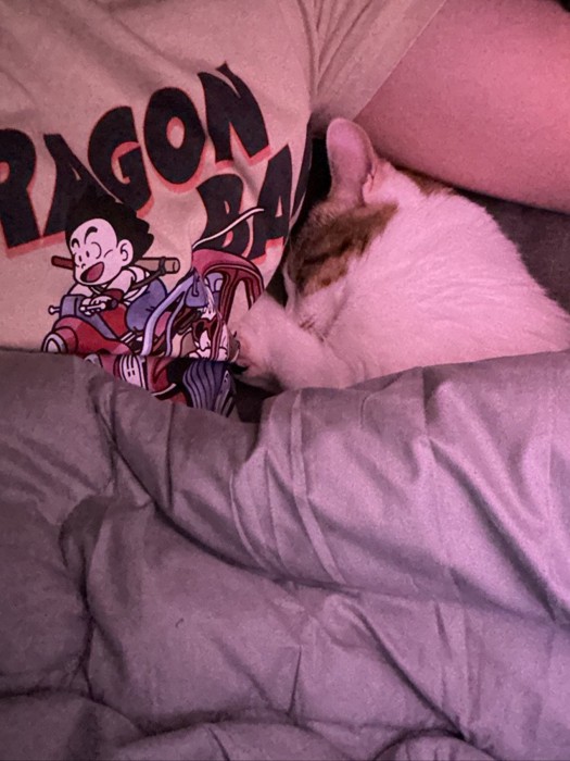 人にくっついて寝る猫