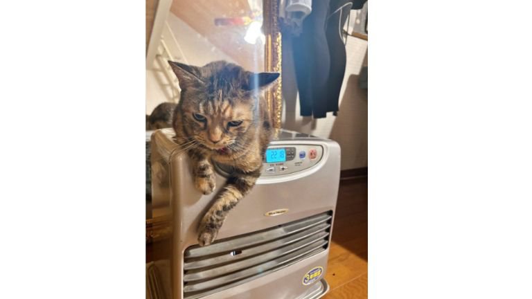 ストーブの上にいる猫