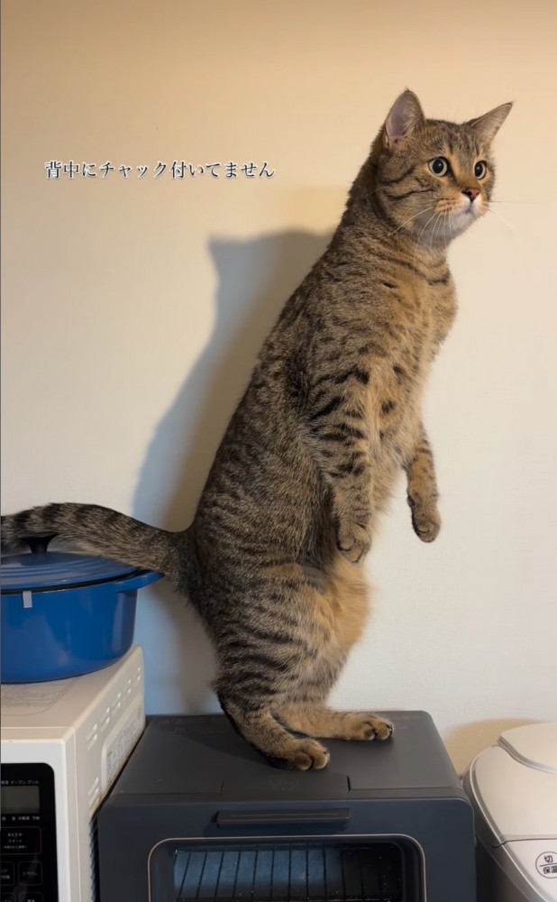 まっすぐ立つ猫2