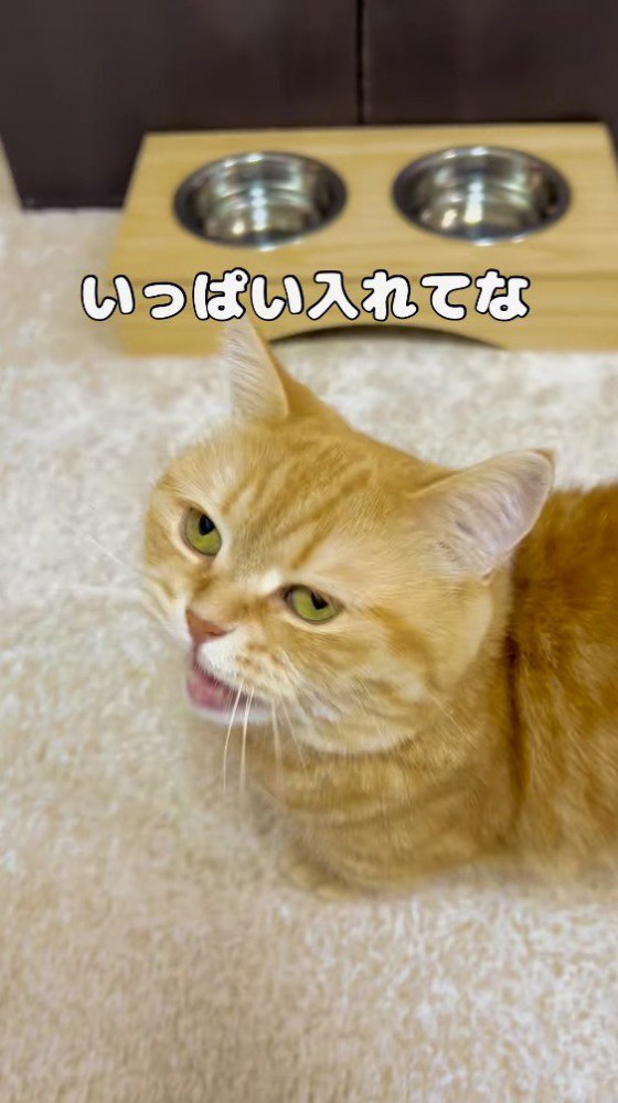 飼い主の周りを動き回る猫