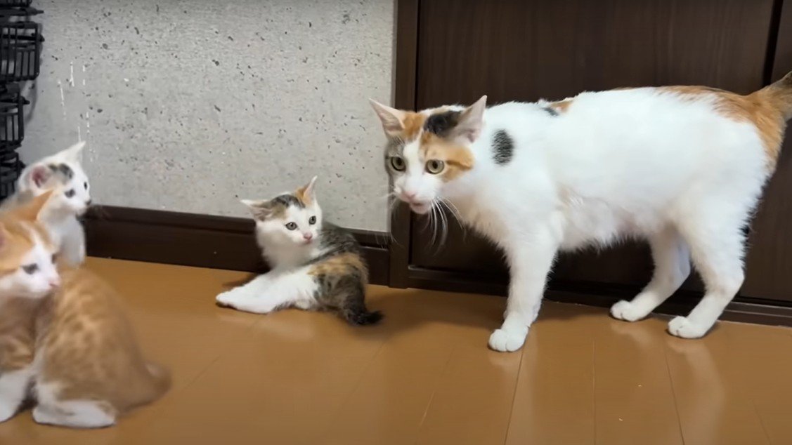 母猫と子猫たち
