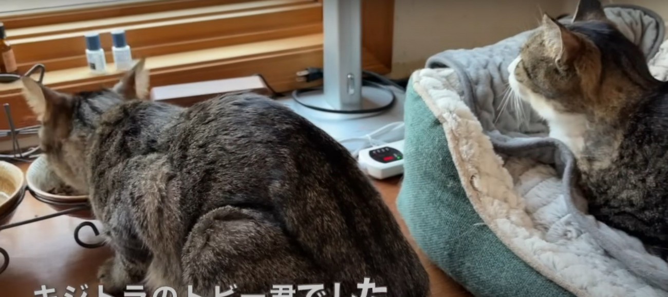 ご飯を食べている猫とそれを見ている猫