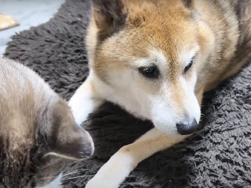 柴犬と猫