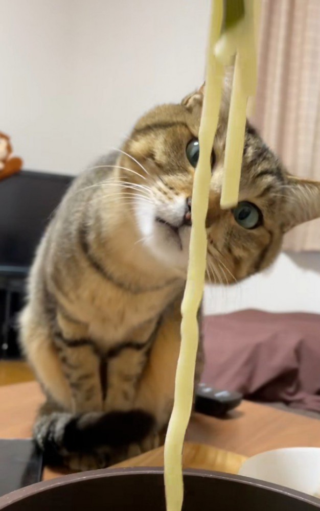 うどんに鼻を近づける猫