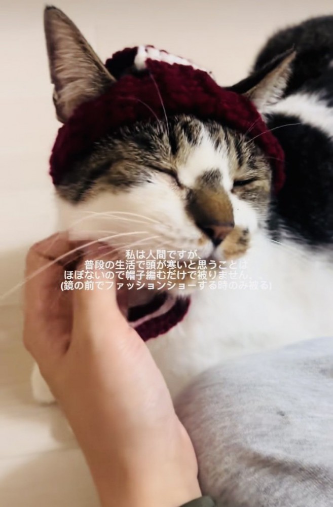 手編みニット帽をかぶってママに撫でられるキジ白猫