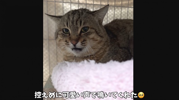 挨拶をするたこやきくん