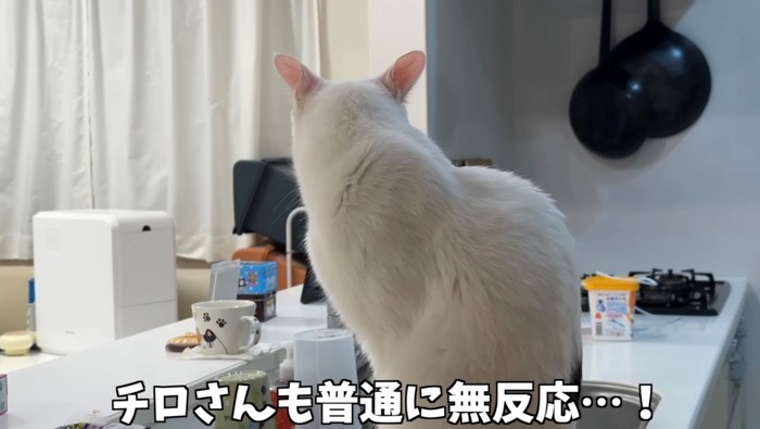 顔をそむける白黒ぶち猫