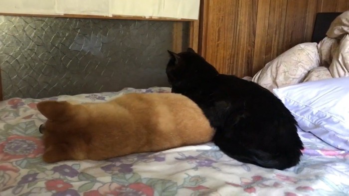ふたりの後ろ姿