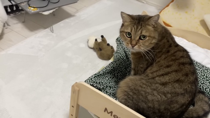 振り返る猫の写真