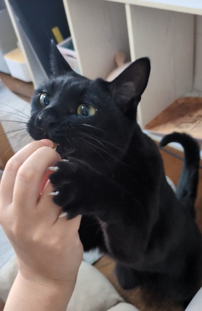 指を舐める猫