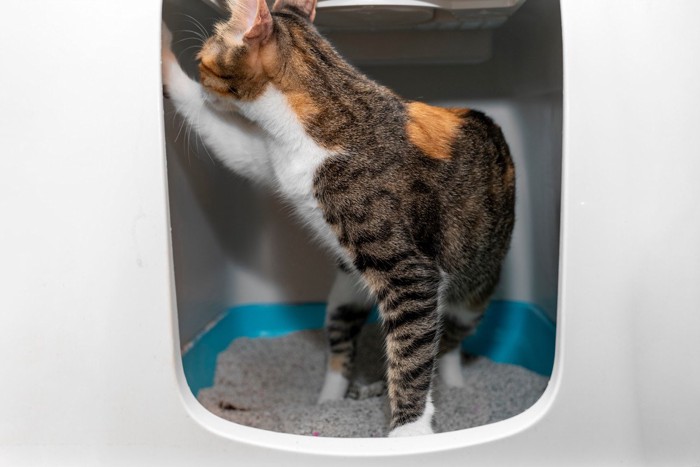 猫トイレの壁をかく猫