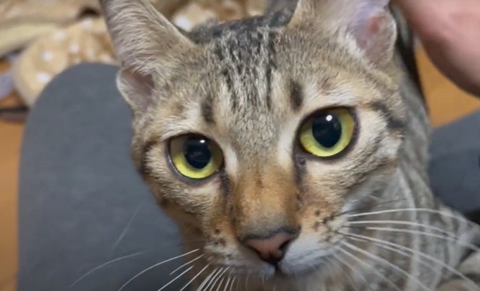 人の膝の上に乗る猫のアップ