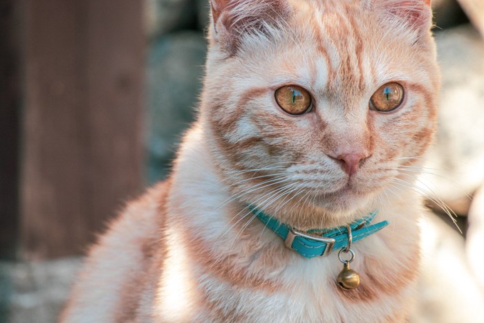 首輪をした猫