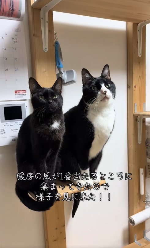 棚の上に並んでお座りをしている2匹の猫