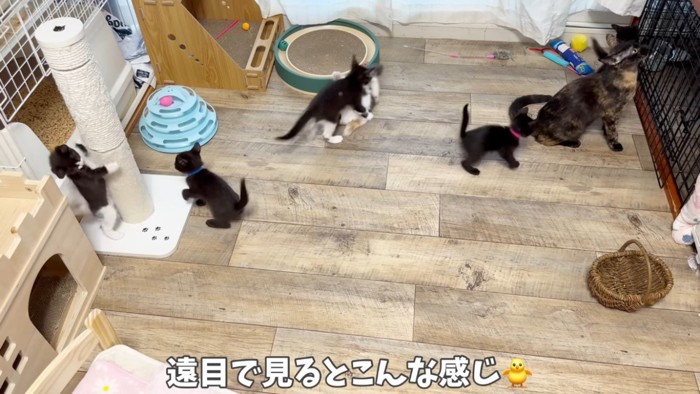 猫部屋の俯瞰図