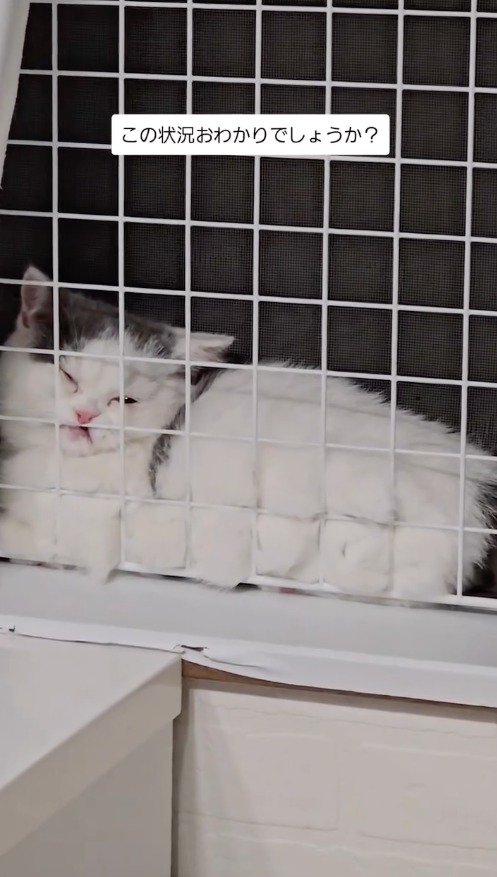 網戸とパネルの間で目を細める猫