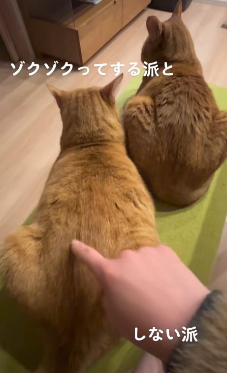 左側の猫の背中のいろんな場所をつつく