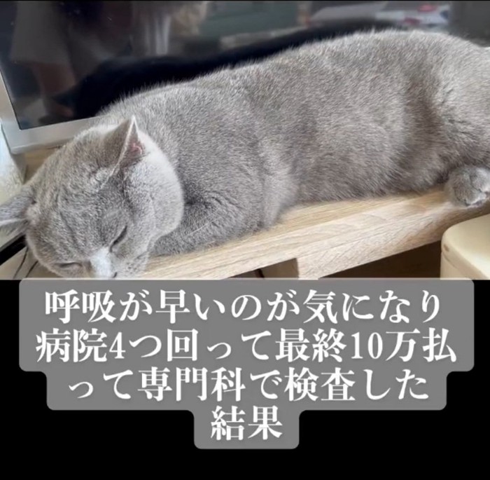 テレビ台で寝るルタくん