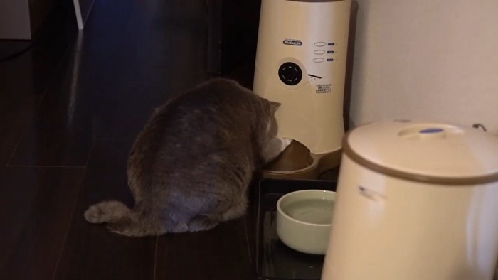 背を向けてエサを食べる猫