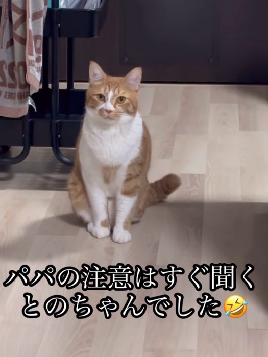 お座りする猫