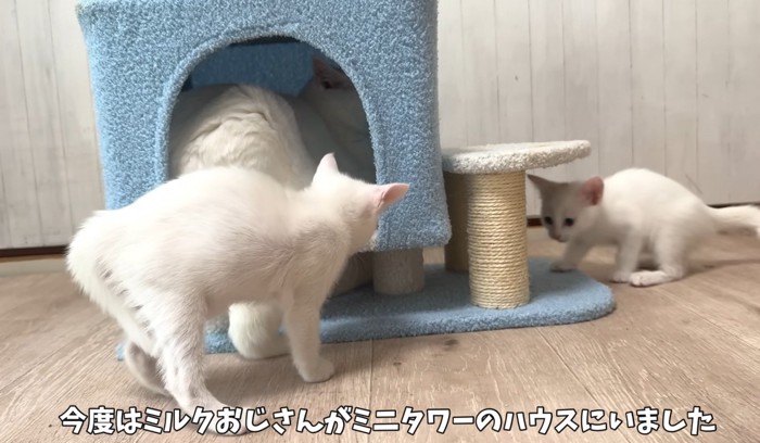 ハウスでくつろぐ成猫と近くにいる子猫