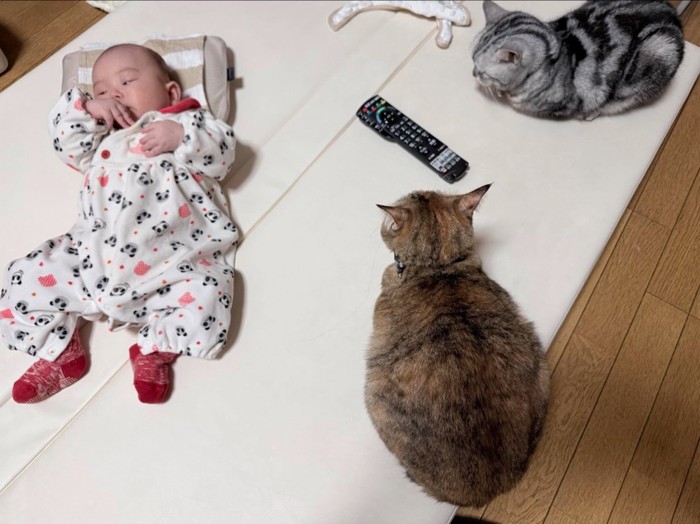 赤ちゃんを見守る猫たち