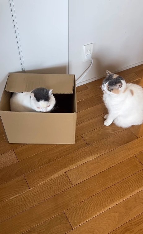 ダンボールに入るカツヲくん