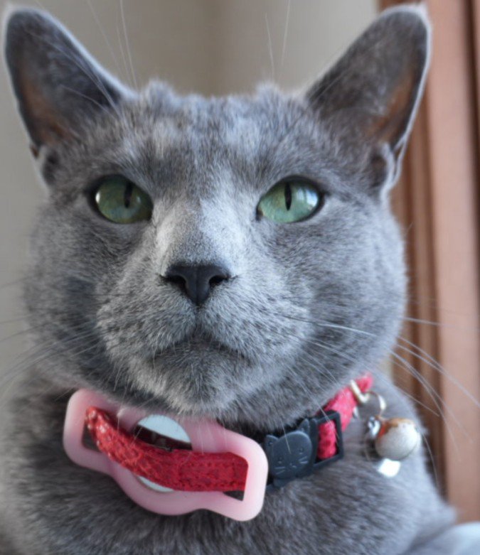 赤い首輪をした猫