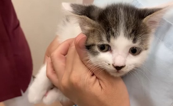 横目で見る子猫