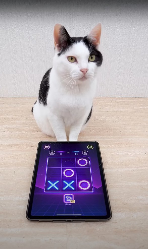 マルバツゲーム中のタブレットの前に座ってカメラを見つめる猫（◯3×2）