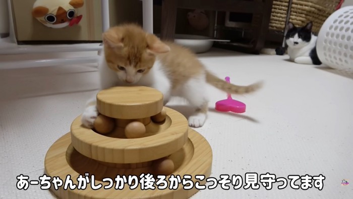 テロップ「あーちゃんがしっかり～」