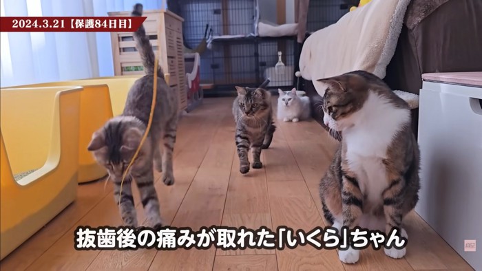 テロップ「抜歯後の~」