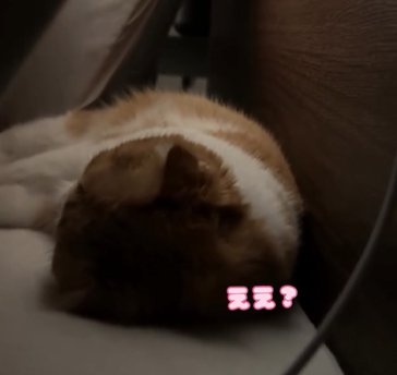 横になって眠る猫(ええ?)